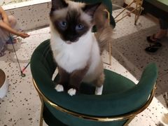 -喵喵咪呀布偶猫咖(春熙路店)