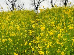 -九龙湖公园
