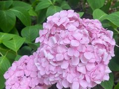 -上海滨江森林公园