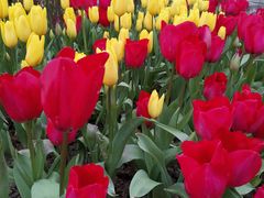 -铁山坪森林公园