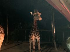 -清迈夜间动物园
