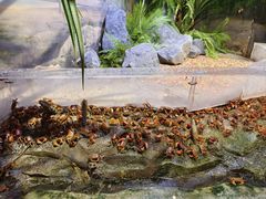 -正佳雨林生态植物园