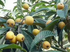 -太湖好灶头土菜馆(石公路店)