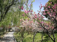 -南汇桃花村