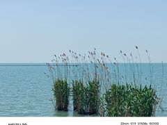 -西京湾花海