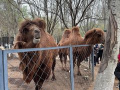 -长白岛森林公园