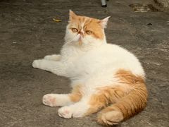 -喵屿·大理花园猫咖