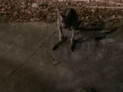 -清迈夜间动物园