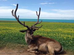 -大树餐厅(益田假日店)