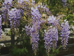 -竹吟山房