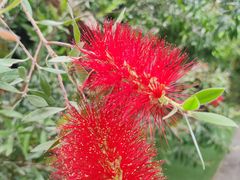 -呀路古热带植物园