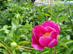 -黑龙江省森林植物园