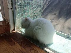 -猫小院猫主题餐厅(南锣旗舰店)