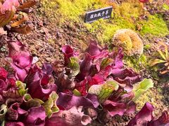 -中国科学院西双版纳热带植物园