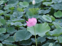 -梁鸿国家湿地公园
