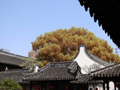 -上海醉白池公园