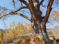 -千年银杏谷文化旅游区