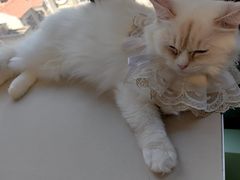 -怪兽屋·羊驼·猫咖·狗咖(俊华广场店)