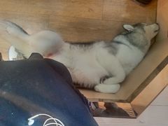 -Husky Go! 哈士奇体验馆·宠物咖啡厅狗咖
