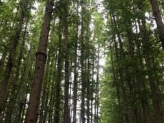 -日照海滨国家森林公园