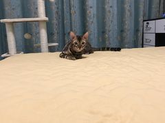 -猫大福·Fortune Cat猫舍(百子湾店)