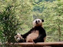 -都江堰中华大熊猫苑