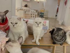 -李小姐の猫咖啡馆(五角场店)