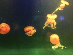 -左海海底世界