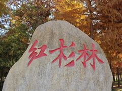 -合肥滨湖国家森林公园