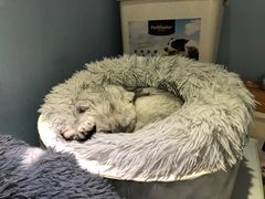 -喵的天空名猫咖啡馆·撸猫·猫舍·用品