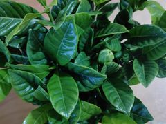 -澳洲肥牛火锅(转盘路店)