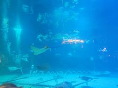 -烟台海昌鲸鲨海洋公园