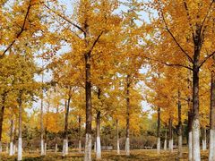 -永定河休闲森林公园