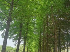 -洛阳市隋唐城遗址植物园
