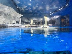 -海合安武汉极地海洋公园