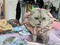 -宠爱国际动物医院· 猫科· 外科·中兽医(长白店)