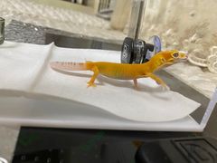 -酷以爬仙阁实体爬宠店·守宫·蜥蜴·专业繁育