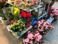 -双季花艺园艺市场(浦东店)