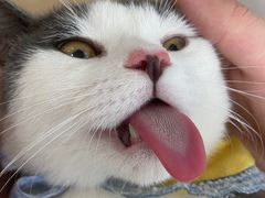 -灵美宠物诊所