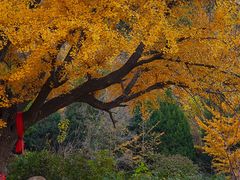 -遵化市禅林寺古银杏风景园