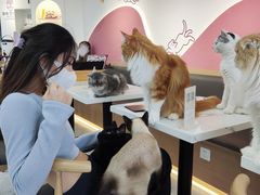-喵园·猫主题咖啡厅·撸猫·猫咖(国贸店)