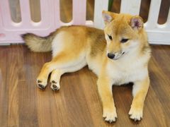 -柯斗斗主题餐厅·狗咖·围炉煮茶·茶饮(国瑞升平里店)