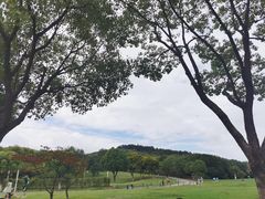 -羊山湖公园