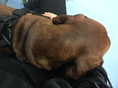 -伟伟宠物医院·CT影像中心·瑞派犬猫综合性门诊(汉口总院)