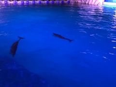 景点-三亚海昌梦幻海洋不夜城