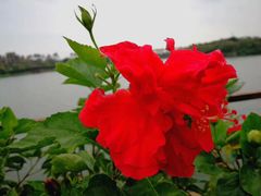 -东莞植物园