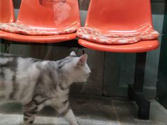 -猫咪博物馆(顶澳仔猫街店)