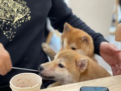 -柴犬小屋·柴餐厅·狗咖食堂(金鼎广场店)