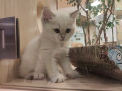 -屋虎猫馆(宝安大仟里店)