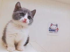 -十年猫舍·猫咪专门店(普陀店)